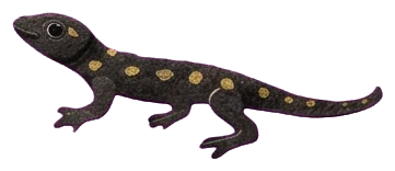A small black salamander with yellow spots crawling on the grey stone step by the king's feet